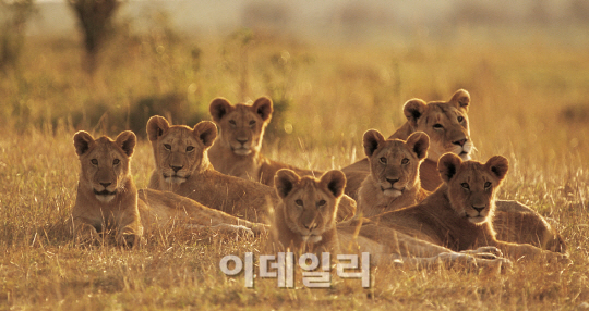 조우디자인 이미지