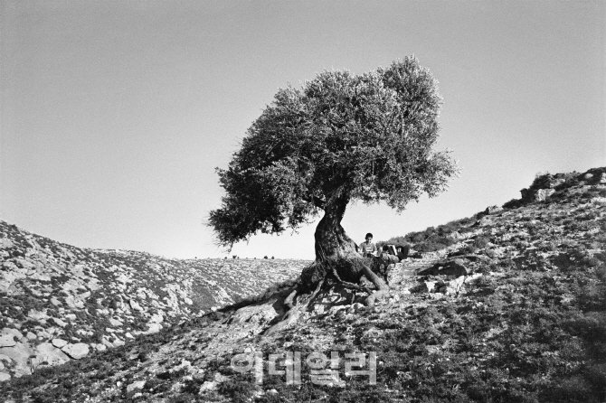 카페 올리브나무 이미지