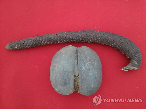 코코의정원 이미지